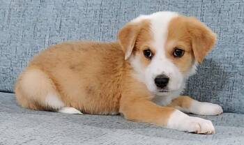 Catina -  Australian Shepherd Dog for Adoption in Cottonwood, Arizona - Catina | PetCurious