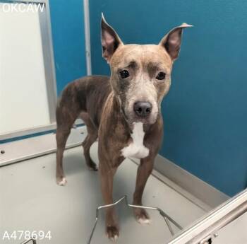 A478694 -  Pit Bull Terrier and Mixed Breed Dog for Adoption in Oklahoma City, Oklahoma - A478694 | PetCurious