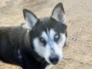 Kevin Bacon -  Mixed Breed Dog for Adoption in Georgetown, Texas - Kevin Bacon | PetCurious