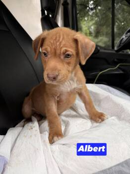 A litter Albert -  Labrador Retriever and Collie Dog for Adoption in Semmes, Alabama - A Litter Albert | PetCurious