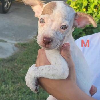 Taco -  German Shorthaired Pointer and Mixed Breed Dog for Adoption in New Orleans, Louisiana - Taco | PetCurious