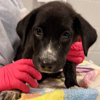 Espresso -  Mixed Breed Dog for Adoption in Greenville, South Carolina - Espresso | PetCurious