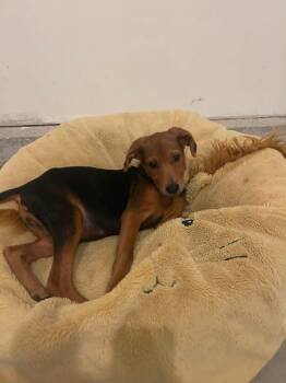 Lily -  Hound and Labrador Retriever Dog for Adoption in Carmel Hamlet, New York - Lily | PetCurious