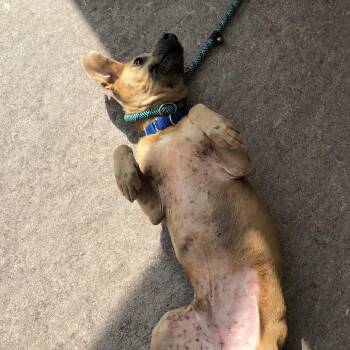 Cecil -  Mixed Breed Dog for Adoption in Brentwood, Missouri - Cecil | PetCurious