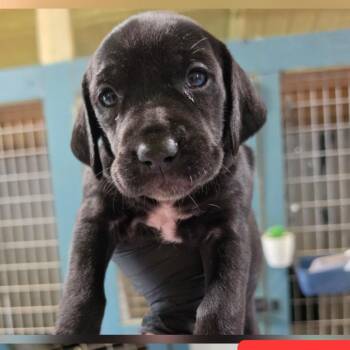 Fern -  Bluetick Coonhound and Pit Bull Terrier Dog for Adoption in Chesapeake, Virginia - Fern | PetCurious