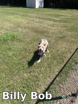 Billy Bob -  Pit Bull Terrier Dog for Adoption in Rocky Mount, North Carolina - Billy Bob | PetCurious