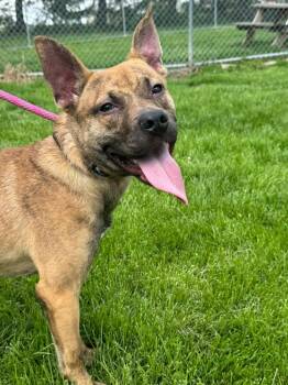 Shepherd and Mixed Breed Dogs Available for Adoption in Marion, Ohio - Cooper | PetCurious