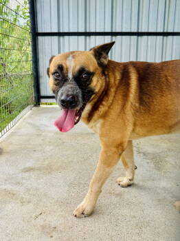 Rescue Shepherd Dogs for Adoption in Waldron, Arkansas - Erick | PetCurious