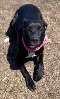 Bella -  American Staffordshire Terrier Dog for Adoption in Chesterfield, South Carolina - Bella | PetCurious