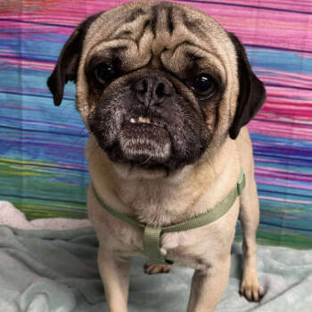 Rescue Pug Dogs for Adoption in Fort Collins, Colorado - Otis | PetCurious