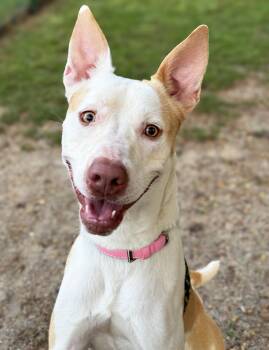 Chloe -  Mixed Breed Dog for Adoption in Anderson, Indiana - Chloe | PetCurious