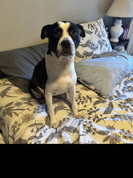 Rescue Pit Bull Terrier Dogs for Adoption in Dallas, Texas - Zola (New Digs) | PetCurious