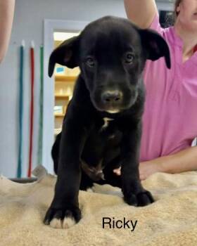 Mixed Breed Dogs Available for Adoption in West Chester, Pennsylvania - Rick | PetCurious