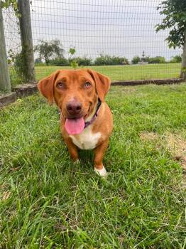 Savannah -  Basset Hound and Hound Dog for Adoption in Plain City, Ohio - Savannah | PetCurious