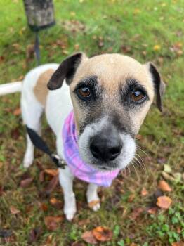 Rescue Mixed Breed Dogs for Adoption in Menomonie, Wisconsin - Maxxine | PetCurious