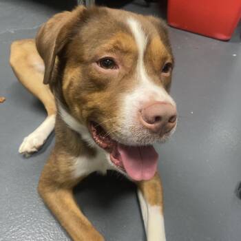 Douglas -  Beagle and Great Pyrenees Dog Available for Adoption in Allentown, Pennsylvania - Douglas | PetCurious