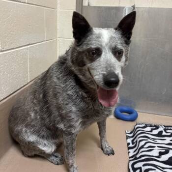 Bandit -  Australian Cattle Dog Blue Heeler Dog for Adoption in Reno, Nevada - Bandit | PetCurious