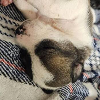 Labrador Retriever Dogs Available for Adoption in Austin, Texas - Beca | PetCurious