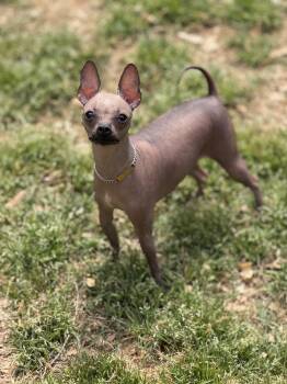 Chihuahua and French Bulldog Dogs Available for Adoption in Sandy Springs, Georgia - Valentina | PetCurious