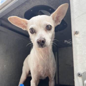 Chai -  Chihuahua Dog for Adoption in Edinburg, Texas - Chai | PetCurious