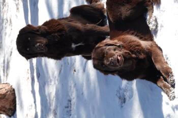 Rescue Newfoundland Dog Dogs for Adoption in Aspen, Colorado - Marge And Peggy | PetCurious