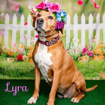 Lyra -  Hound and Labrador Retriever Dog for Adoption in Oak Ridge, Tennessee - Lyra | PetCurious