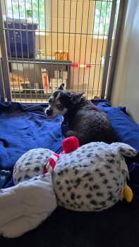 26-238 -  Chihuahua Dog for Adoption in Lindenhurst, New York - 26-238 | PetCurious