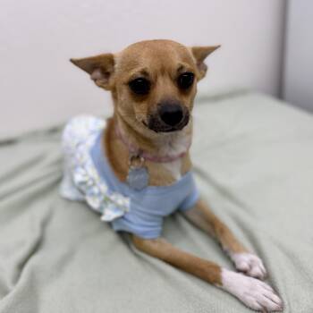 Chihuahua Dogs Available for Adoption in Sonora, California - Angelica | PetCurious