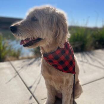 SAMMY GOOBER -  Standard Poodle and Golden Retriever Dog for Adoption in Richmond, California - SAMMY GOOBER | PetCurious