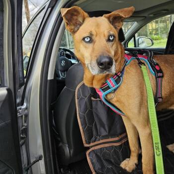 Diamond -  Husky Dog for Adoption in Klein, Texas - Diamond | PetCurious
