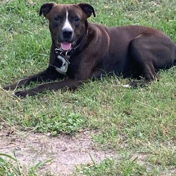 Rescue Terrier and Retriever Dogs for Adoption in Corpus Christi, Texas - Schmidt | PetCurious