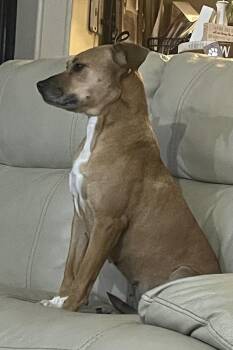 Feist Dogs Available for Adoption in Eatontown, New Jersey - Pearl | PetCurious