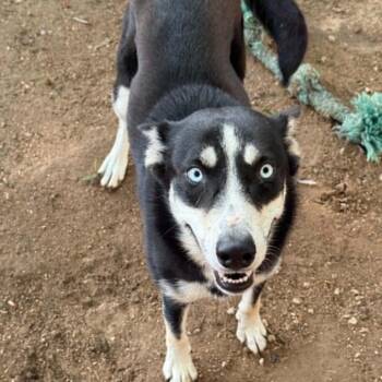 Icee -  Husky and Mixed Breed Dog for Adoption in Stephenville, Texas - Icee | PetCurious