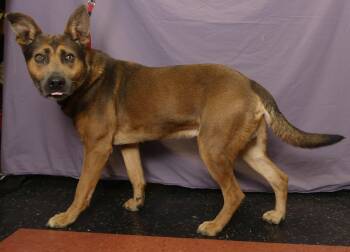 Rescue Mixed Breed Dogs for Adoption in Ukiah, California - DOZER | PetCurious