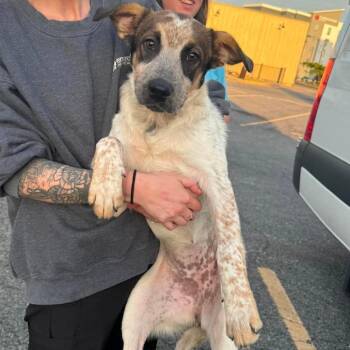 Citronella -  Mixed Breed Dog for Adoption in Rockville, Maryland - Citronella | PetCurious