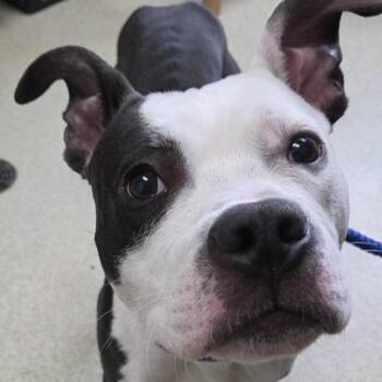 Boston Terrier and Pit Bull Terrier Dogs Available for Adoption in Windsor, Virginia - Skunk | PetCurious