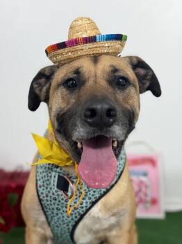 Boxer and Shepherd Dogs Available for Adoption in Carlsbad, California - Arlo-One Of Our Amazing Rescue Dogs | PetCurious