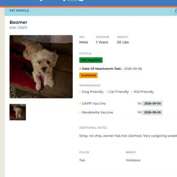 CT Boomer -  Poodle and Mixed Breed Dog for Adoption in Eastford, Connecticut - CT Boomer | PetCurious