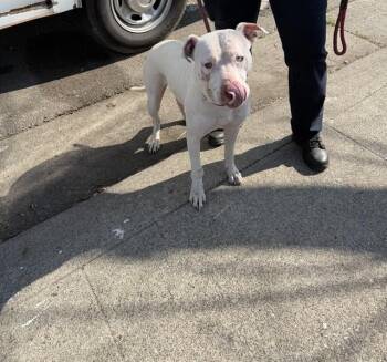 Pit Bull Terrier Dogs Available for Adoption - PADME AMIDALA | PetCurious