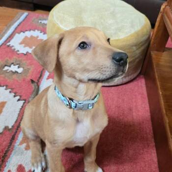 Nugget -  Golden Retriever and Pit Bull Terrier Dog for Adoption in Warren, Rhode Island - Nugget | PetCurious