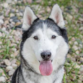 Mary Claire -  Siberian Husky Dog for Adoption in Golden, Colorado - Mary Claire | PetCurious