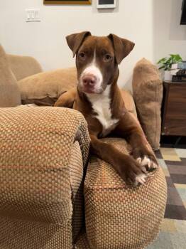 Labrador Retriever and Catahoula Leopard Dog Dogs Available for Adoption in Oak Ridge North, Texas - Nesta | PetCurious