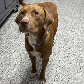 Red Rover -  Labrador Retriever and Mixed Breed Dog for Adoption in Hattiesburg, Mississippi - Red Rover | PetCurious