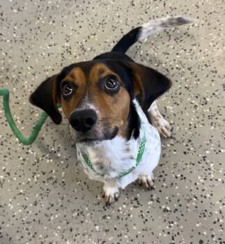 Copper -  Beagle Dog for Adoption in Blue Springs, Missouri - Copper | PetCurious