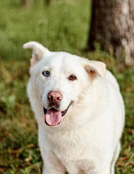 Buckeye -  Husky and Labrador Retriever Dog for Adoption in Houston, Texas - Buckeye | PetCurious