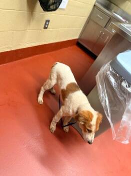 Marley -  Mixed Breed Dog for Adoption in Douglasville, Georgia - Marley | PetCurious