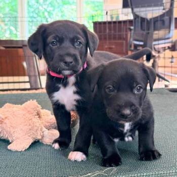 Frappe -  Basset Hound and Mixed Breed Dog for Adoption in Fairfax Station, Virginia - Frappe | PetCurious