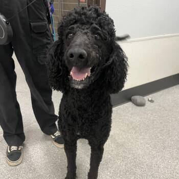 Gus -  Standard Poodle Dog for Adoption in Durango, Colorado - Gus | PetCurious