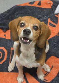 Beagle Dogs Available for Adoption in Aiken, South Carolina - Piper 63240 | PetCurious