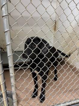 Cosmo -  Labrador Retriever Dog for Adoption in Nacogdoches, Texas - Cosmo | PetCurious